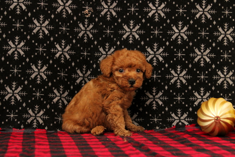 puppy, for, sale, Mini Poodle, Matthew B. Stoltzfus, dog, breeder, Gap, PA, dog-breeder, puppy-for-sale, forsale, nearby, find, puppyfind, locator, puppylocator, aca